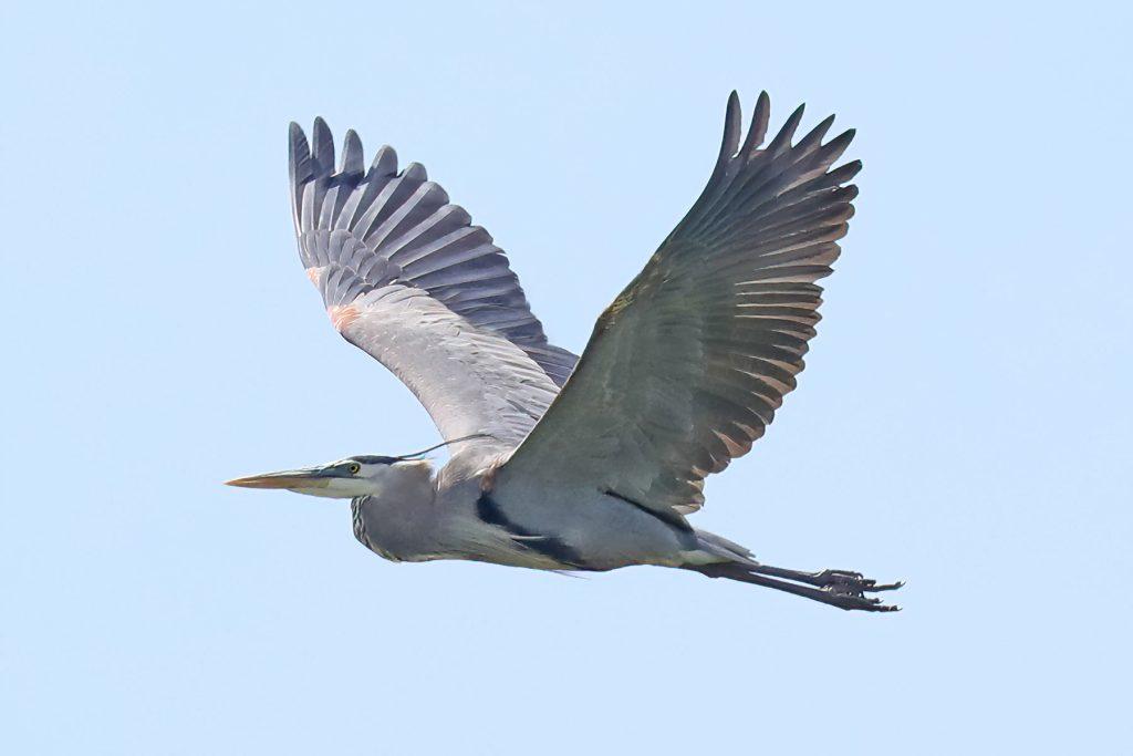 Great Blue Heron soaring Photo by Tina Valentinetti
