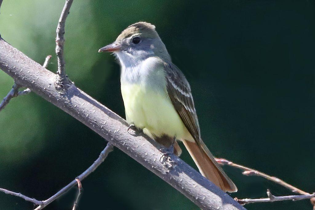 Great Crested Flycatcher sitting on a branch - Photo by Tina Valentinetti