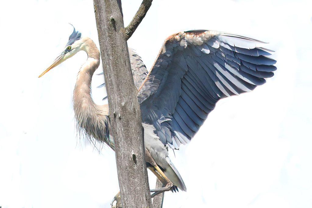 Great Blue Heron Rookery with wings wide - Photo by Tina Valentinetti