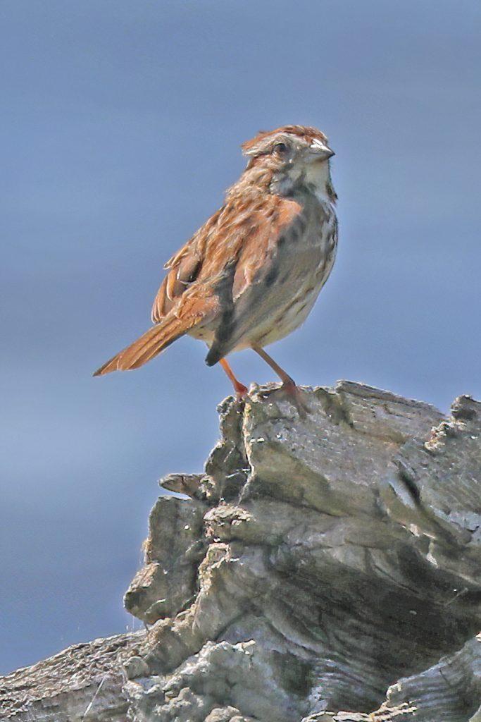 Song Sparrow on a rock - Photo by Tina Valentinetti