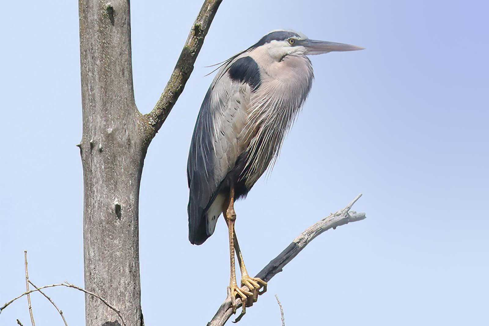 A Great Blue Heron on the property around Shore Acres Inn and Restaurant.