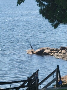 A Great Blue Heron hunting A Great Blue Heron hunting
