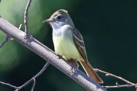 Great Crested Flycatcher sitting on a branch - Photo by Tina Valentinetti Great Crested Flycatcher sitting on a branch - Photo by Tina Valentinetti