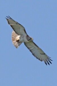 Red Tailed Hawk soaring - Photo by Tina Valentinetti Red Tailed Hawk soaring - Photo by Tina Valentinetti