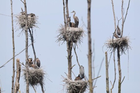 Great Blue Heron Rookery - Photo by Tina Valentinetti Great Blue Heron Rookery - Photo by Tina Valentinetti