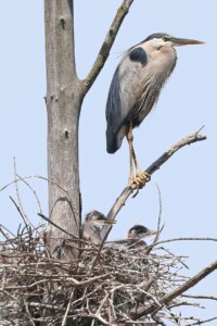 Great Blue Heron Rookery - Photo by Tina Valentinetti Great Blue Heron Rookery - Photo by Tina Valentinetti