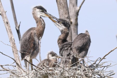 Great Blue Heron Rookery - Photo by Tina Valentinetti Great Blue Heron Rookery - Photo by Tina Valentinetti