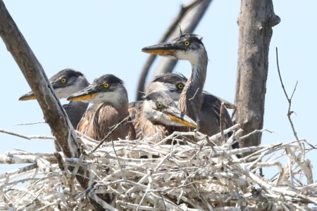 Great Blue Heron Rookery - Photo by Tina Valentinetti Great Blue Heron Rookery